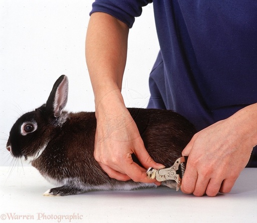 rabbit nail care