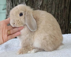 holland lop ear bunny