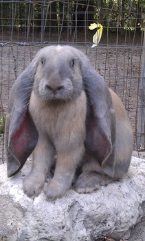 long haired floppy eared rabbit