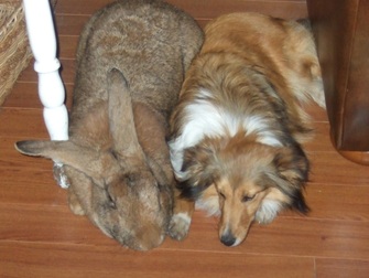 giant lop eared bunny